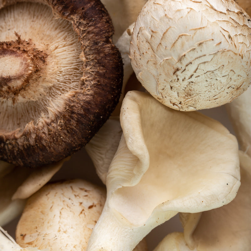 Paddenstoelen