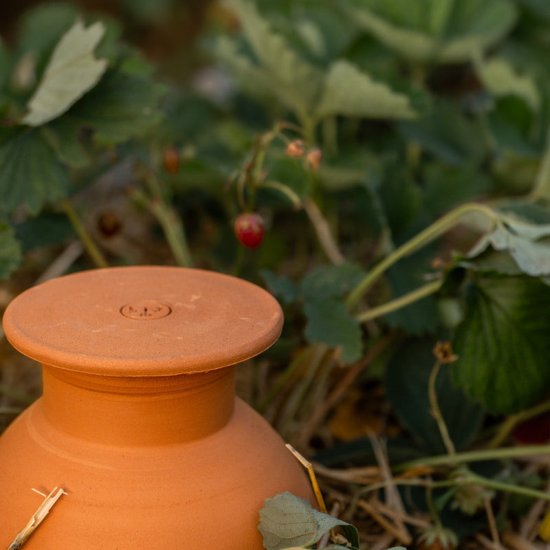 Terracotta olla tussen aardbeienplanten