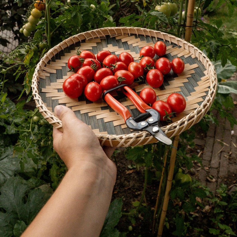Gevlochten bamboe oogstmand met vers geoogste tomaten