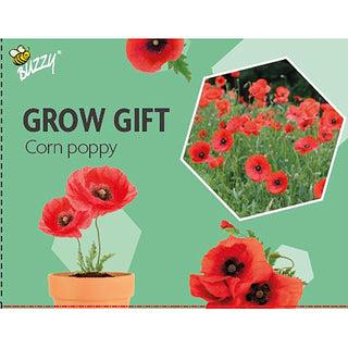 Regalo da coltivare  Papavero