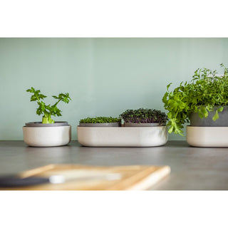 Vassoio di germinazione Microgreens + Regrow
