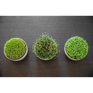 Vassoio di germinazione Microgreens