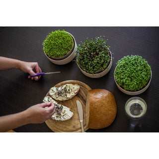 Vassoio di germinazione Microgreens