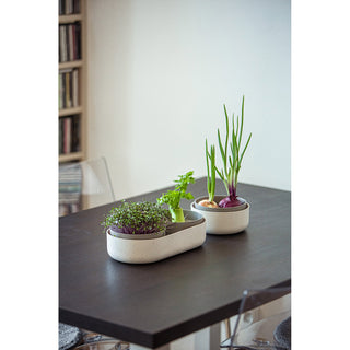 Vassoio di germinazione Microgreens + Regrow