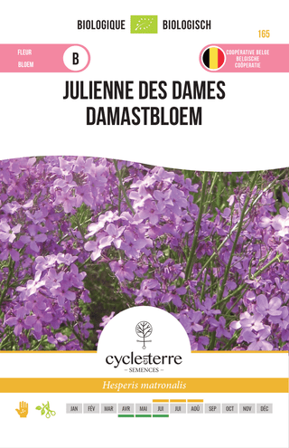 Damastbloem , Cycle en Terre 