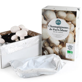 Champignon bianchi BIO