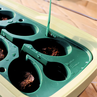 BOQUBE L PLUS 'Green Edition'