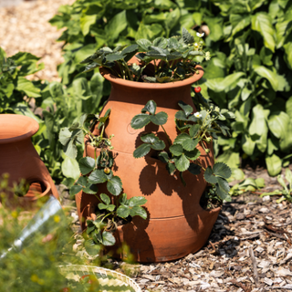 Vaso per fragole in terracotta