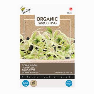 Germogli di crescione di girasole