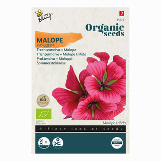 Malva imbutiforme Red Queen