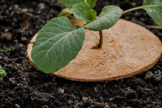 Protezione antigelo in cocco
