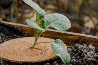 Protezione antigelo in cocco
