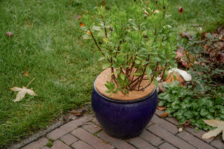 Protezione antigelo in cocco