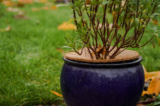 Protezione antigelo in cocco