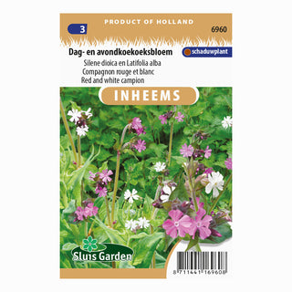 Silene diurna e silene notturna