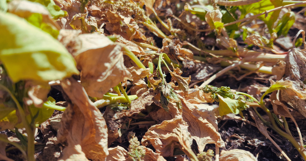 Come proteggo il mio giardino dallo stress da caldo?