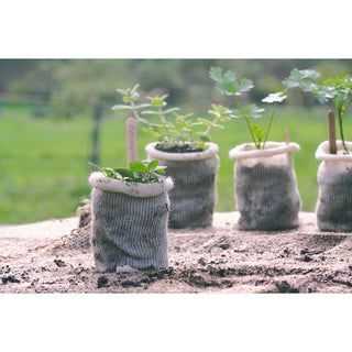 Vaso di coltivazione in lana BIO (10)