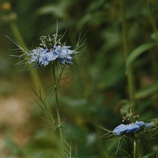 Nigella damascena