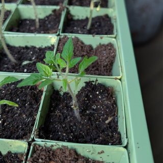 Vassoio per semina in metallo incl. 30 vasetti