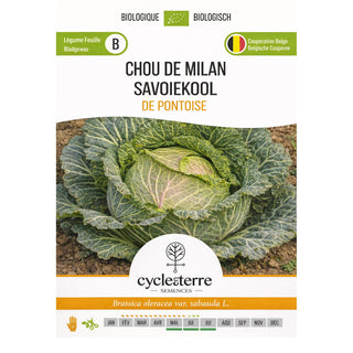 Cavolo milanese di Pontoise