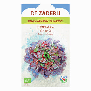 Lattuga foglia di quercia 'Cantarix'