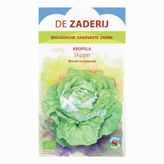 Lattuga cappuccio 'Skipper'