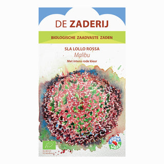 Lattuga riccia 'Lollo Rossa - Malibu'