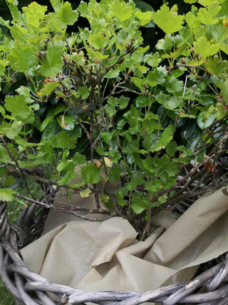 Telo climatico in tessuto non tessuto 1,5 x 3m (34g/m²)