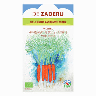 Carota estiva 'Amsterdamse Bak 2 - Amfine'
