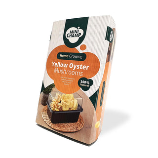 Funghi ostrica gialli BIO