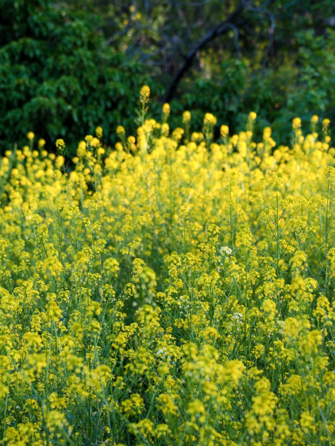 Zaai bloemen die hier thuishoren
