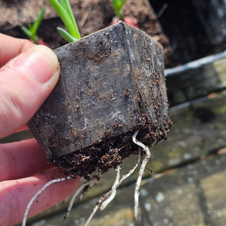 Vassoio di semina ECO zinco (30)