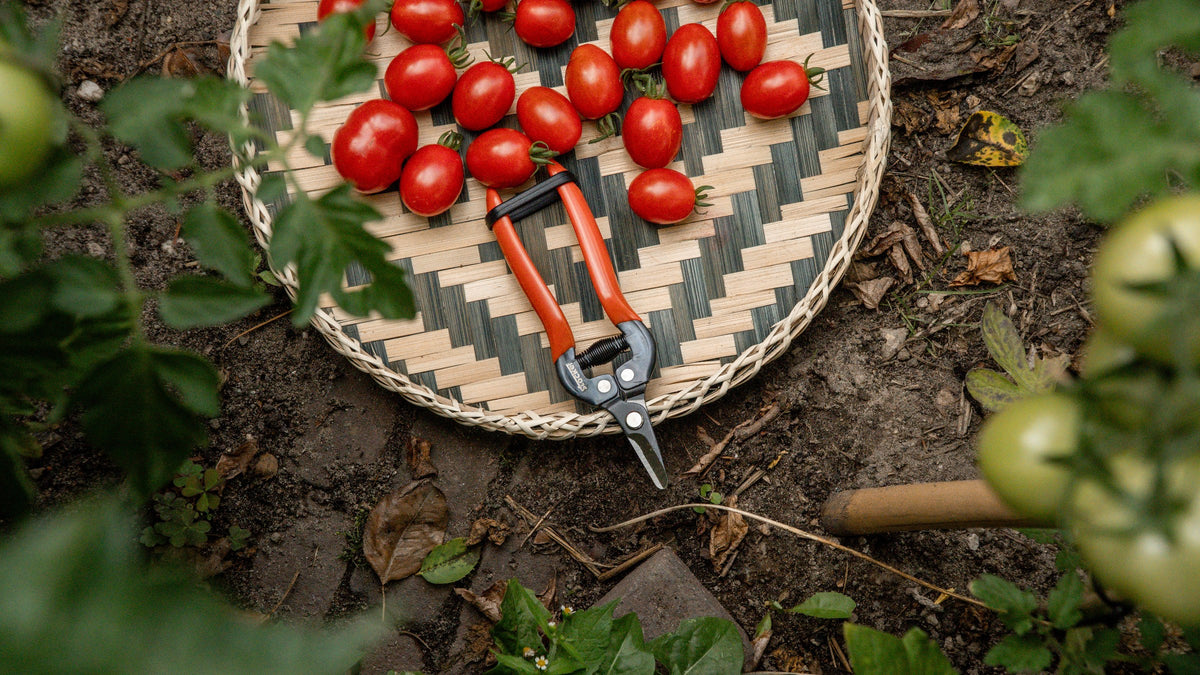 Oogsten - tomaten in een oogstmand