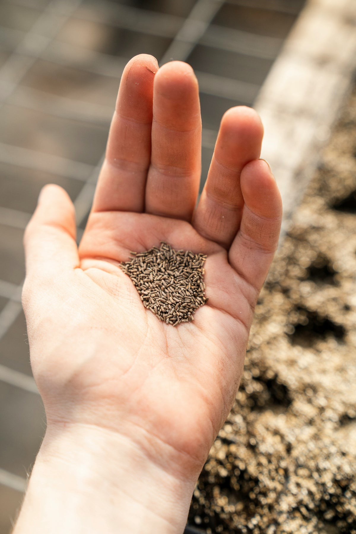 Hand met zaden boven de moestuingrond