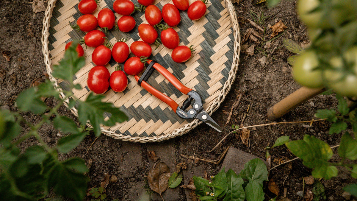 Tomaten oogsten in een bamboe oogstmand