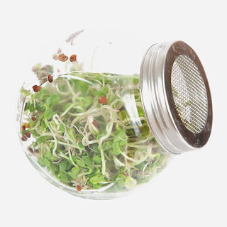 Buzzy Sprouting Kiemgroente Daikon Radijs in Glazen Pot