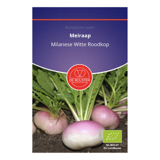 De Bolster Meiraap 'Milanese Witte Roodkop' 1715