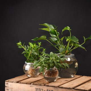 Esschert Design Hydrocultuur pot M