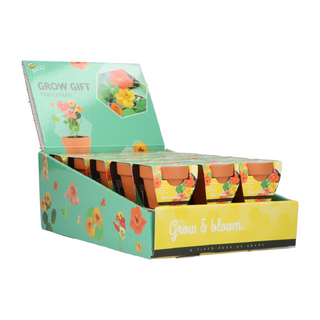 Groeicadeautje Oost-Indische Kers