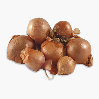 Red Sun BIO Scalogni da piantare 250g