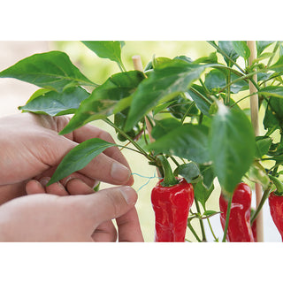 Sogo Binddraad Groen 100m