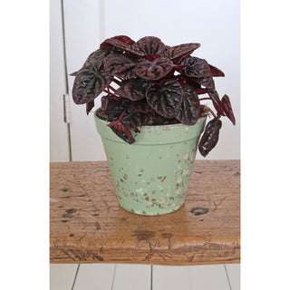 Plantenpot 'Jungle Fever' S