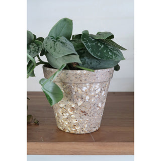 Plantenpot 'Jungle Fever' S