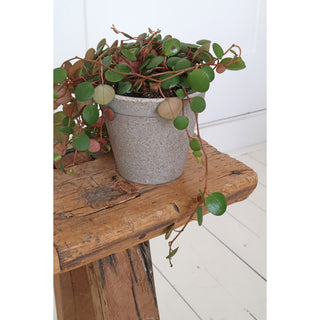 Plantenpot 'Jungle Fever' S