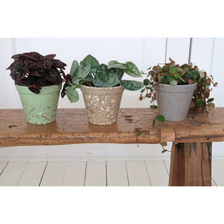 Plantenpot 'Jungle Fever' S