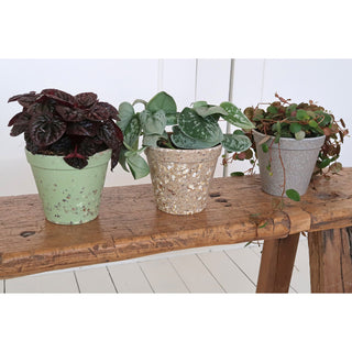 Plantenpot 'Jungle Fever' S